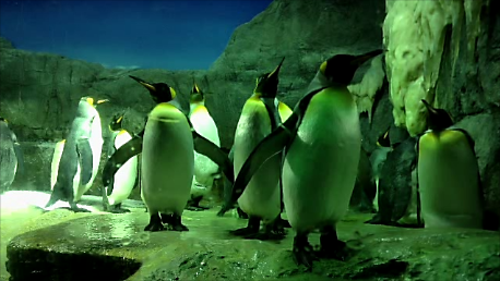 海遊館ペンギン