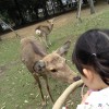 奈良で鹿に会いに行こう