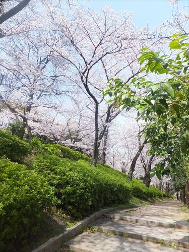 桜満開、大阪城のお花見スポット