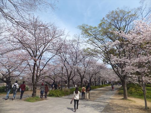 桜満開、大阪城のお花見スポット