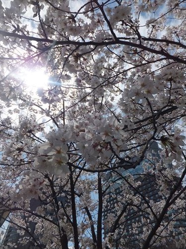 毛馬桜ノ宮公園の桜