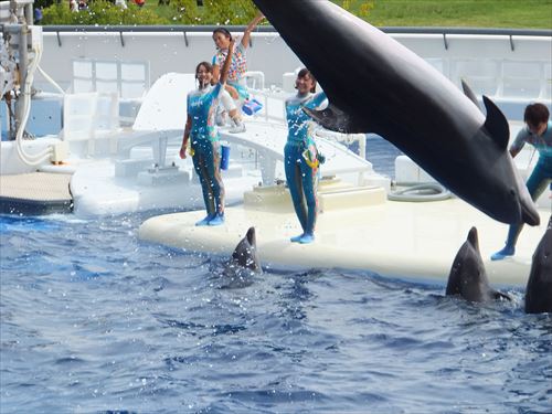 京都水族館のイルカショー。イルカがジャンプしている様子