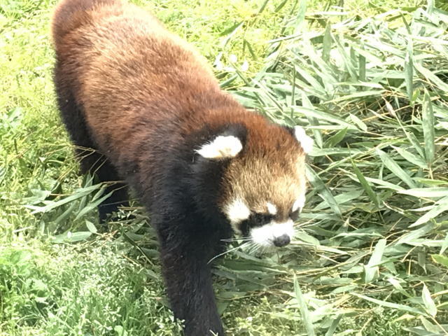 天王寺動物園のレッサーパンダ