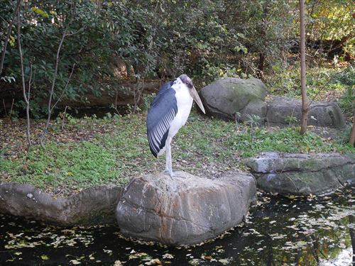 天王寺動物園の鳥