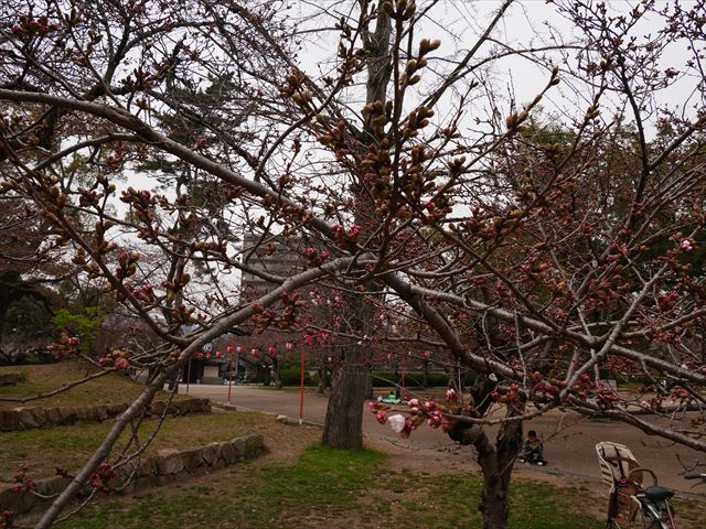 膳所城跡公園の桜