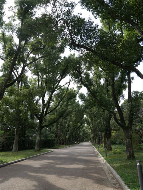 「京都府立植物園」くすのき並木