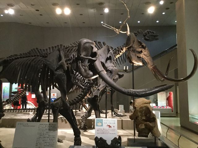 「大阪市立自然史博物館」ナウマンゾウ、アメリカンマストドンの化石