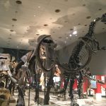 「大阪市立自然史博物館」ナウマンゾウなどの化石