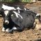 淡路島牧場の牛。寝かかっている