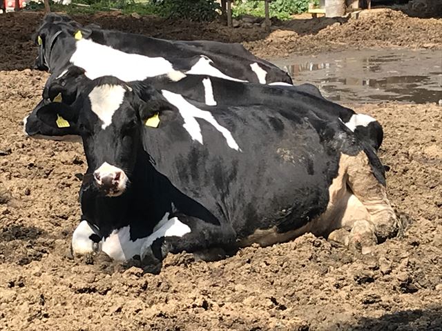 淡路島牧場の牛。寝かかっている