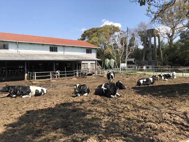 淡路島牧場・寛いでいる牛たち
