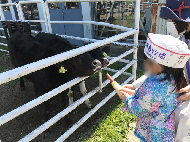 淡路島牧場、子牛に乳のまし体験をしている様子
