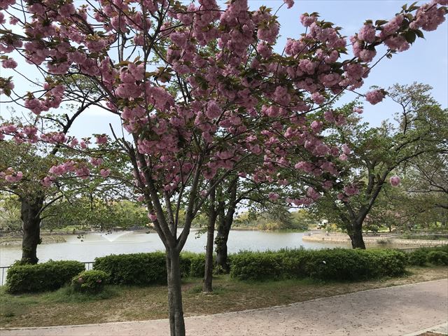 城北公園、桜と池