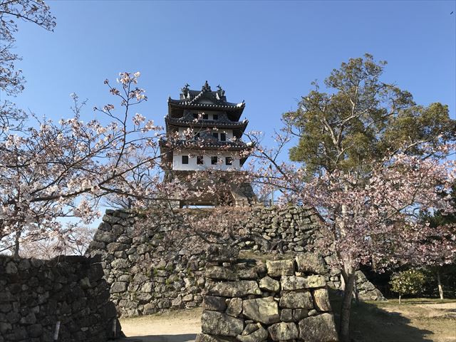 洲本城（三熊山）山頂と桜