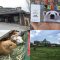 天王寺動物園の4枚の写真（入口、入園券、テンジクネズミ［モルモット］、てんしば）