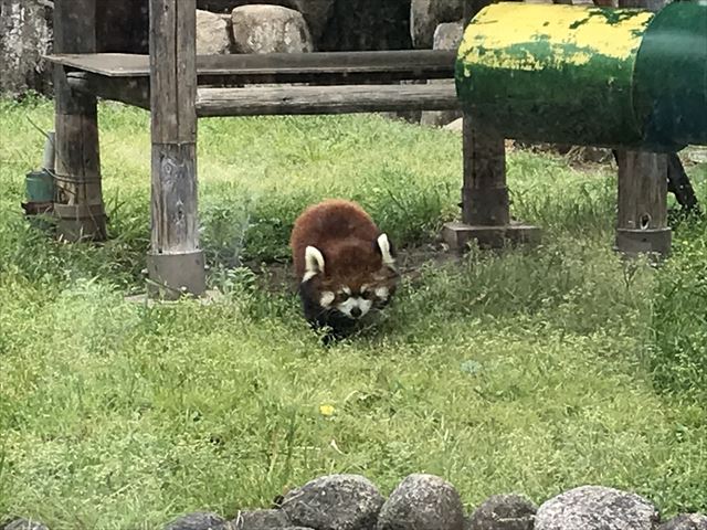 天王寺動物園のレッサーパンダ