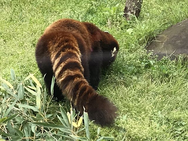 天王寺動物園レッサーパンダのしっぽ