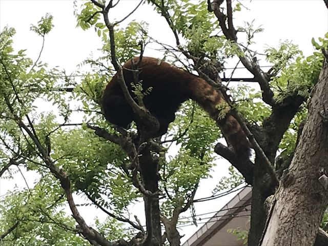 天王寺動物園、木に登っているレッサーパンダ