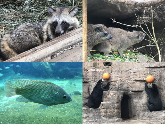 天王寺動物園の動物たち