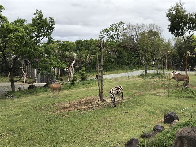 天王寺動物園の「アフリカサバンナ」エリアの動物たち