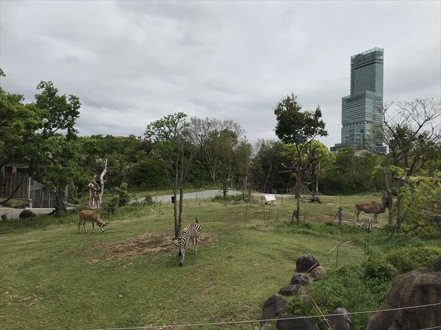 天王寺動物園の「アフリカサバンナ」エリアの動物たちとあべのハルカス