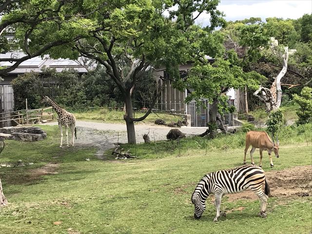 天王寺動物園の「アフリカサバンナ」エリアの動物たち（キリン、エランド、シマウマ）