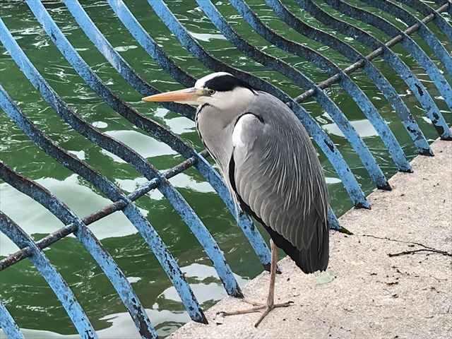「天王寺動物園」アシカエリアの柵の外に立っている鳥