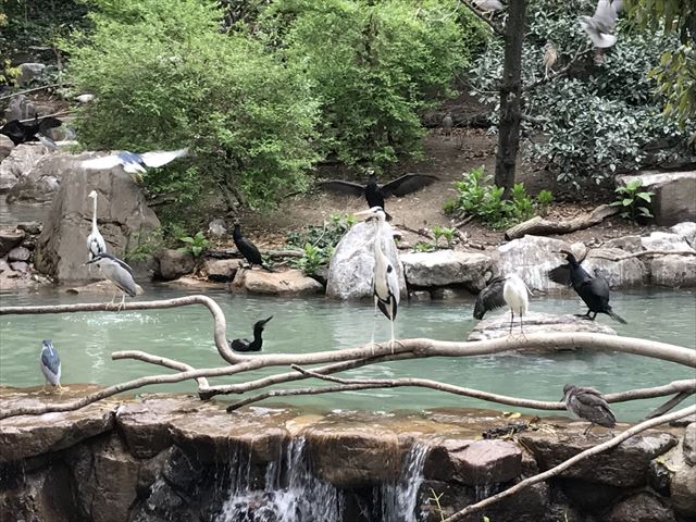 天王寺動物園の「鳥の楽園」たくさんの鳥（拡大）