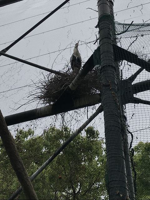 天王寺動物園「森の楽園」鳥の巣