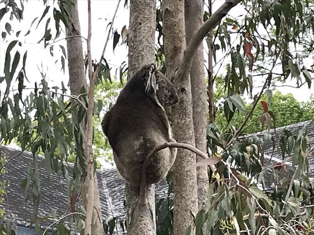 「天王寺動物園」木に登っているコアラ