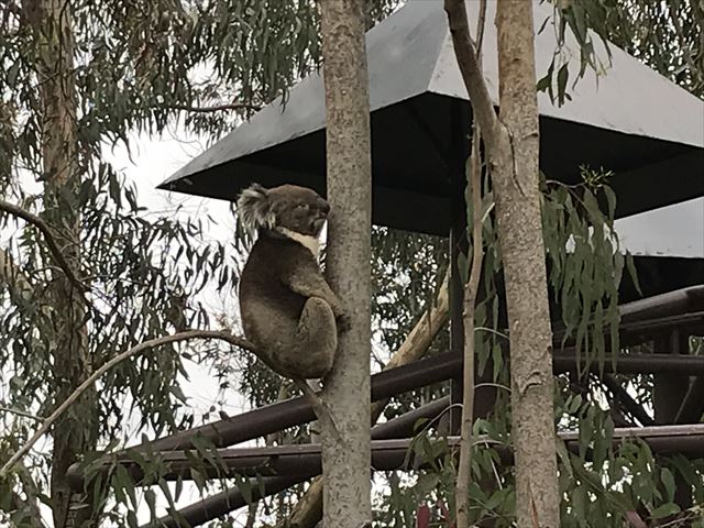 「天王寺動物園」のコアラ