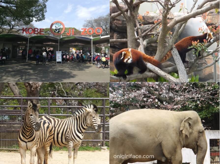 神戸市立王子動物園の入口と動物たち