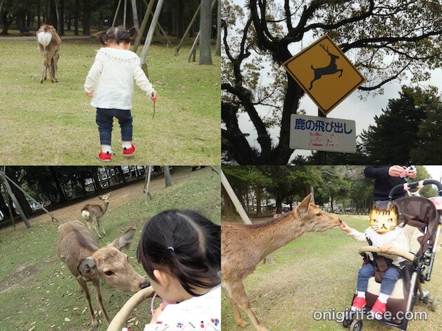 奈良公園の鹿と子供